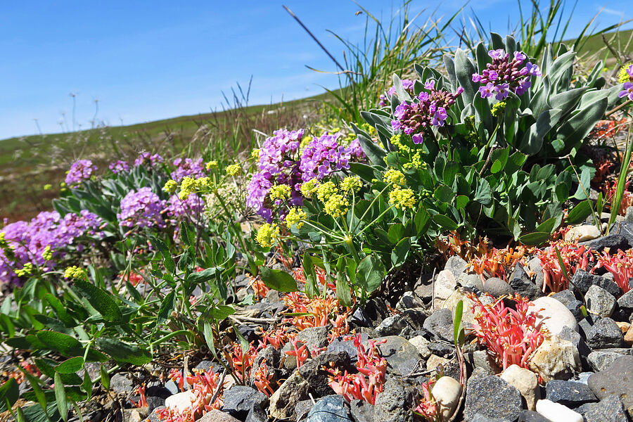 wildflowers [Columbia Hills Natural Area Preserve, Klickitat County, Washington]