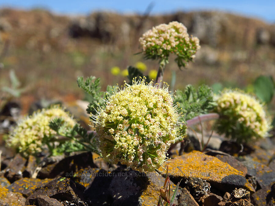 big-seed biscuitroot (Lomatium macrocarpum) [Columbia Hills Natural Area Preserve, Klickitat County, Washington]