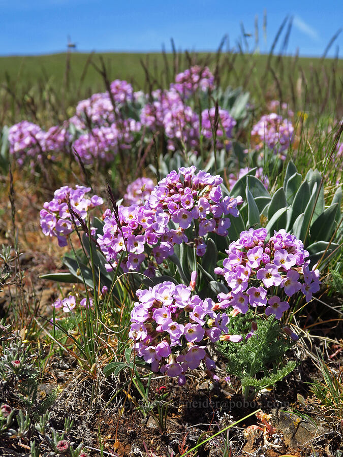 dagger-pod (Phoenicaulis cheiranthoides) [Columbia Hills Natural Area Preserve, Klickitat County, Washington]