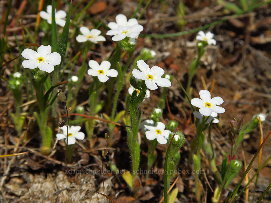 common cryptantha (Cryptantha intermedia) [Columbia Hills Natural Area Preserve, Klickitat County, Washington]