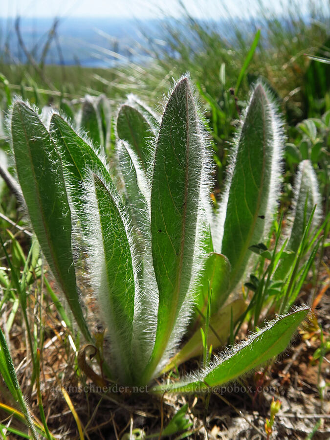 Scouler's hawkweed leaves (Hieracium scouleri (Pilosella scouleri)) [Columbia Hills Natural Area Preserve, Klickitat County, Washington]