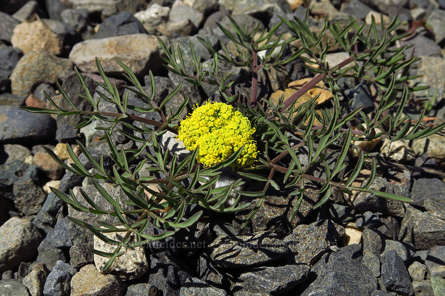 northern/Hamblen's biscuitroot (Lomatium farinosum var. hambleniae) [Columbia Hills Natural Area Preserve, Klickitat County, Washington]