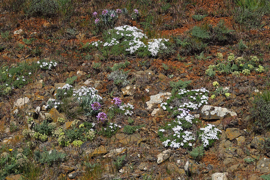 wildflowers (Phlox hoodii, Phoenicaulis cheiranthoides, Lomatium macrocarpum) [Columbia Hills Natural Area Preserve, Klickitat County, Washington]