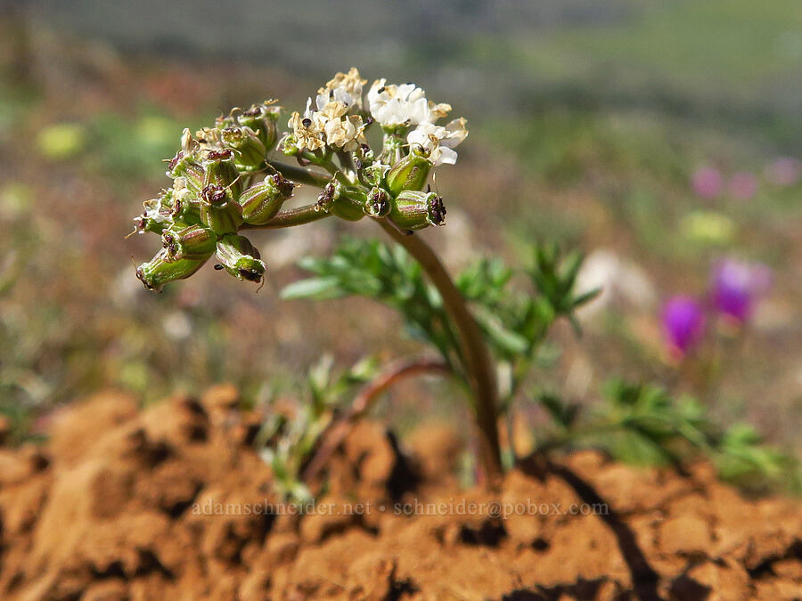 Gorman's desert parsley, going to seed (Lomatium gormanii) [Stacker Butte, Klickitat County, Washington]