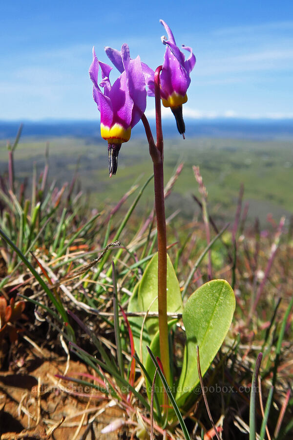 desert shooting-star (Dodecatheon conjugens (Primula conjugens)) [Stacker Butte, Klickitat County, Washington]