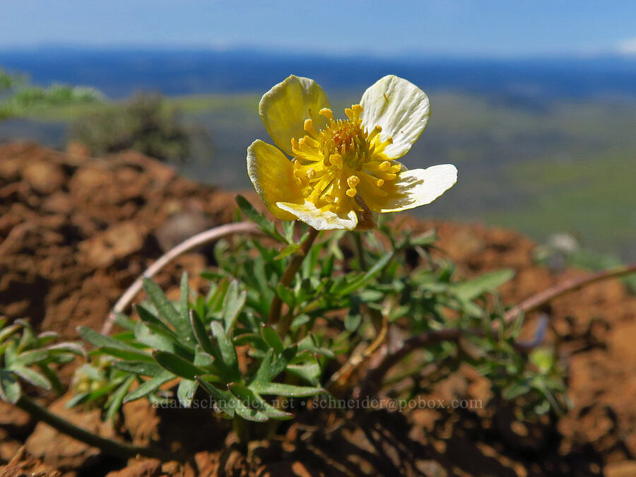 Dalles Mountain buttercup (Ranunculus triternatus (Ranunculus reconditus)) [Stacker Butte, Klickitat County, Washington]