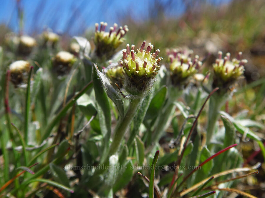 low pussy-toes (male flowers) (Antennaria dimorpha) [Stacker Butte, Klickitat County, Washington]