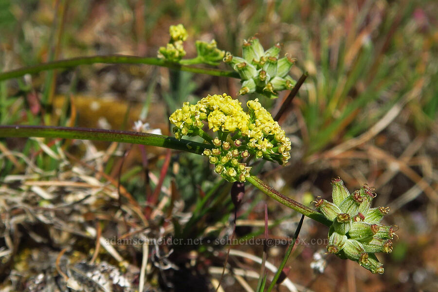 French's (Watson's) desert parsley (Lomatium frenchii (Lomatium watsonii)) [Stacker Butte, Klickitat County, Washington]