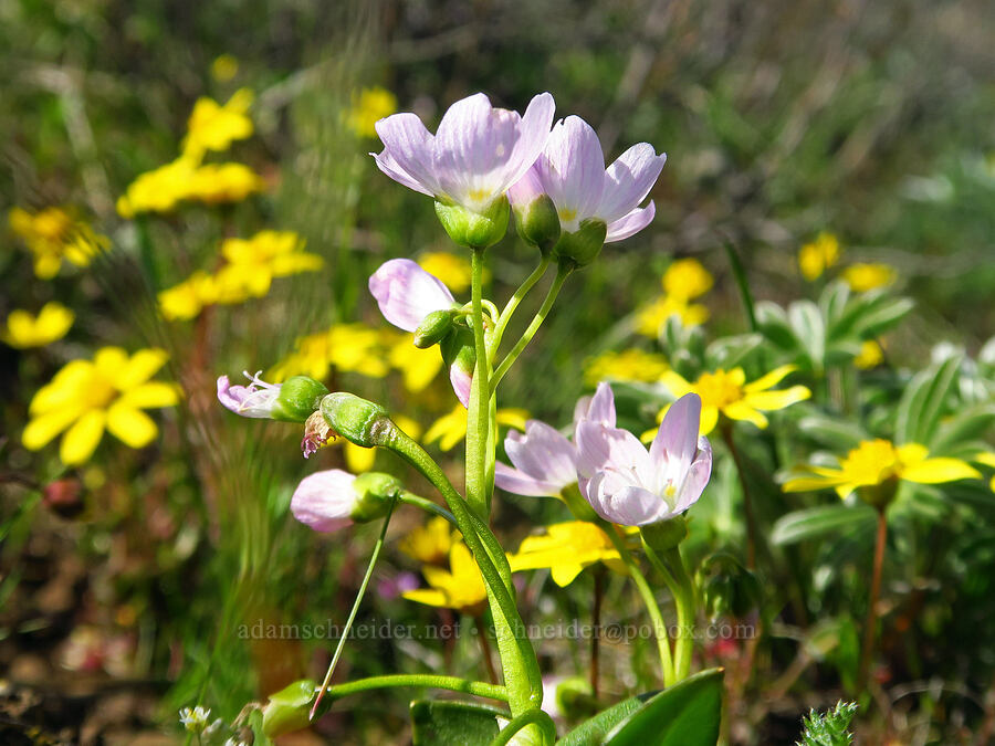 lance-leaf spring-beauty & gold stars (Claytonia lanceolata, Crocidium multicaule) [Stacker Butte, Klickitat County, Washington]