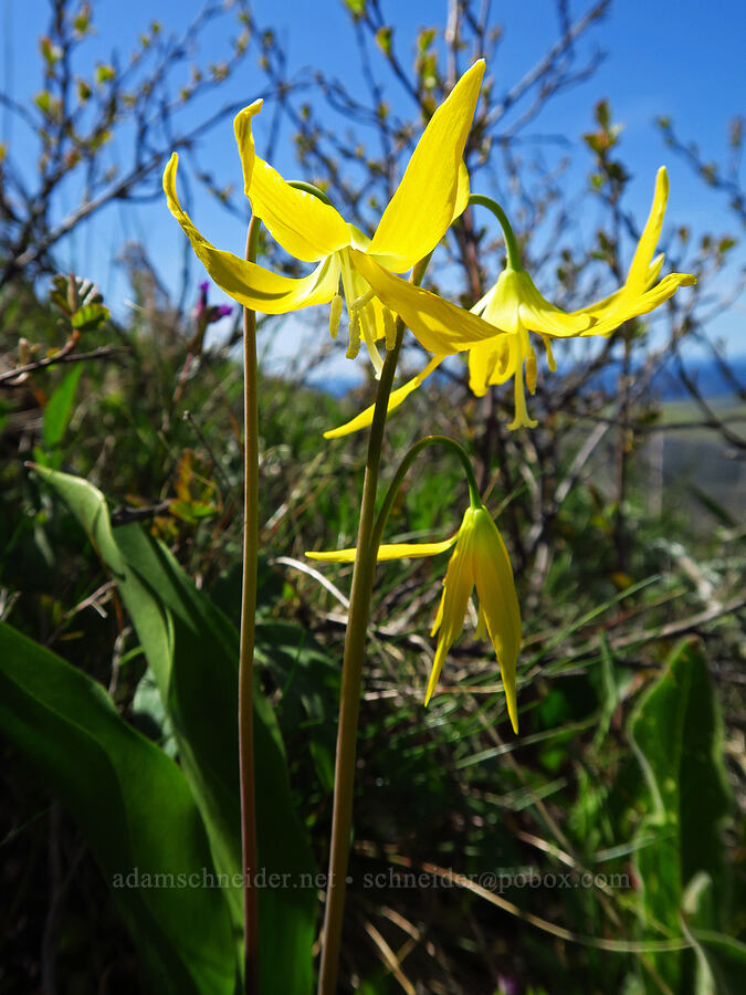 glacier lily (Erythronium grandiflorum) [Stacker Butte, Klickitat County, Washington]