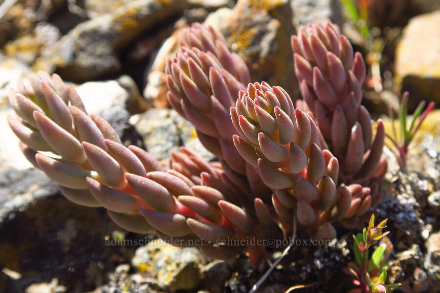 lance-leaf stonecrop (Sedum lanceolatum) [Stacker Butte, Klickitat County, Washington]