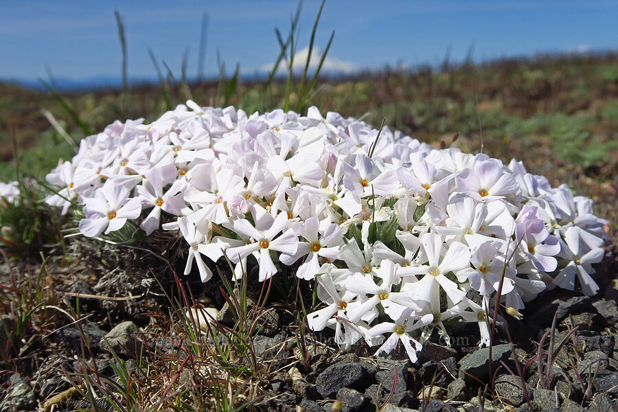 Hood's phlox (Phlox hoodii) [Stacker Butte, Klickitat County, Washington]