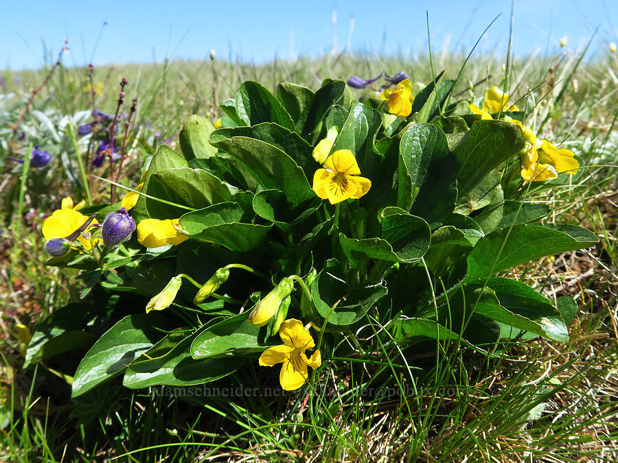 upland yellow violets (Viola praemorsa (Viola nuttallii var. praemorsa)) [Stacker Butte, Klickitat County, Washington]