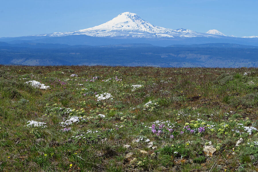 Mount Adams & wildflowers [Stacker Butte, Klickitat County, Washington]