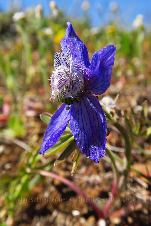 very short upland larkspur (Delphinium nuttallianum) [Stacker Butte, Klickitat County, Washington]