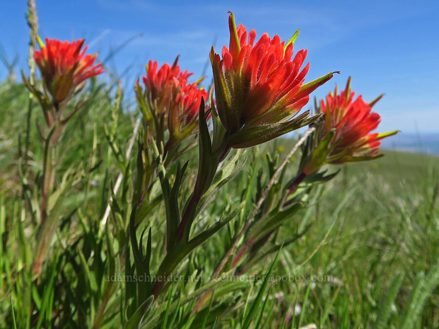 harsh paintbrush (Castilleja hispida) [Columbia Hills Natural Area Preserve, Klickitat County, Washington]