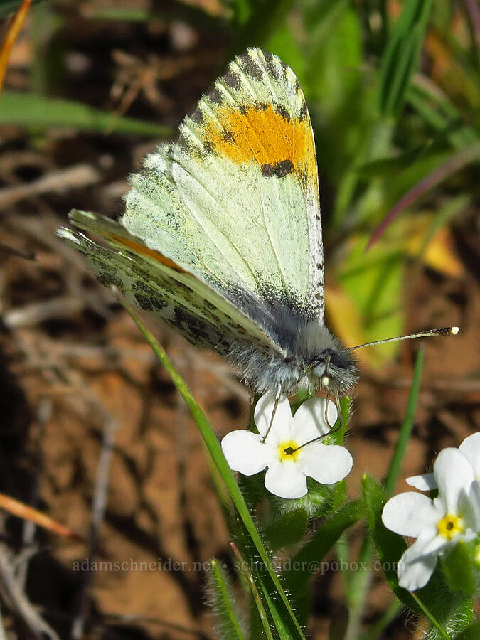 Julia orange-tip butterfly (Anthocharis julia (Anthocharis sara)) [Columbia Hills Natural Area Preserve, Klickitat County, Washington]