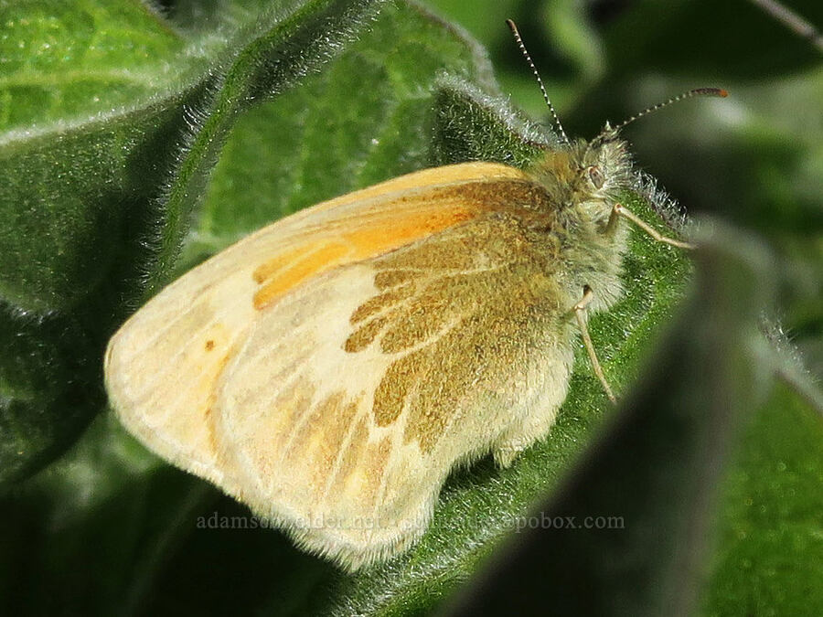 ringlet butterfly (Coenonympha california (Coenonympha tullia california)) [Columbia Hills Natural Area Preserve, Klickitat County, Washington]