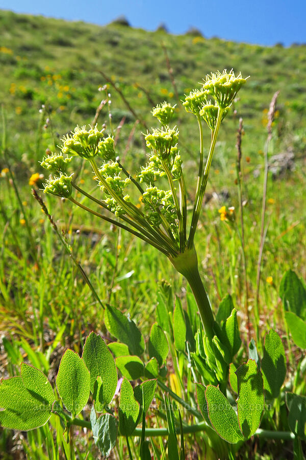 bare-stem desert parsley (Lomatium nudicaule) [Columbia Hills Natural Area Preserve, Klickitat County, Washington]