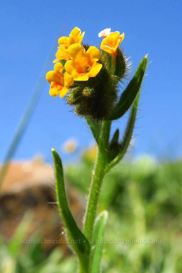 fiddleneck (Amsinckia menziesii) [Columbia Hills Natural Area Preserve, Klickitat County, Washington]