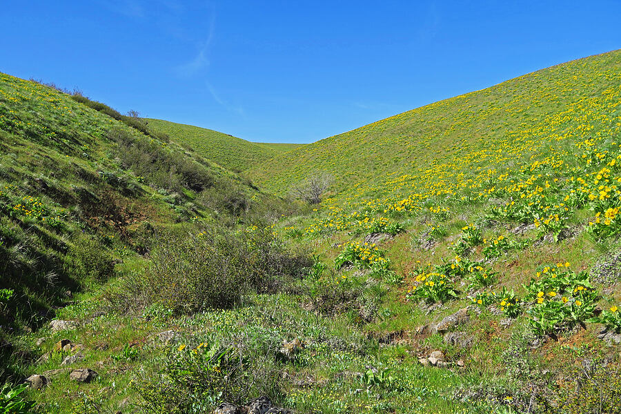 balsamroot (Balsamorhiza sp.) [Columbia Hills Natural Area Preserve, Klickitat County, Washington]