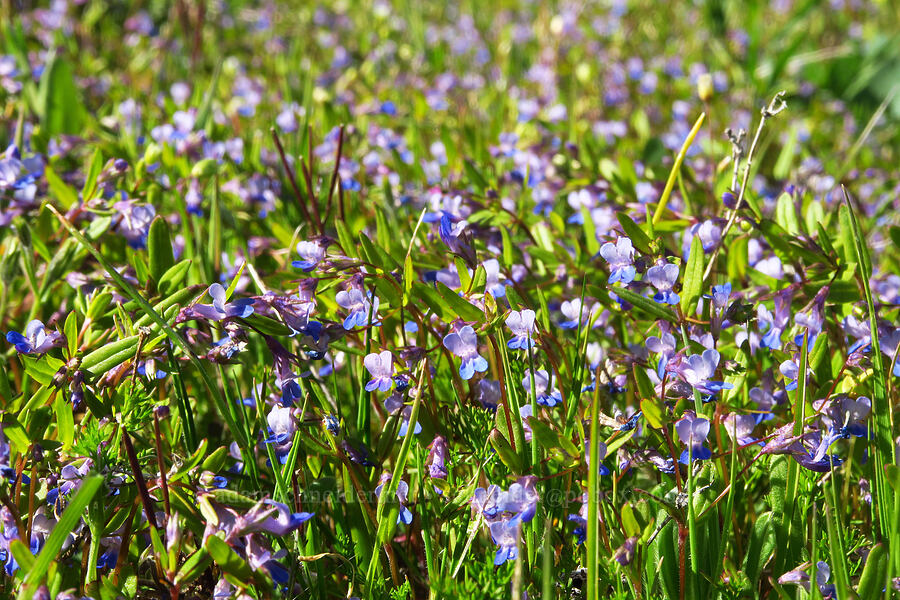 small-flowered blue-eyed-Mary (Collinsia parviflora) [Columbia Hills Natural Area Preserve, Klickitat County, Washington]