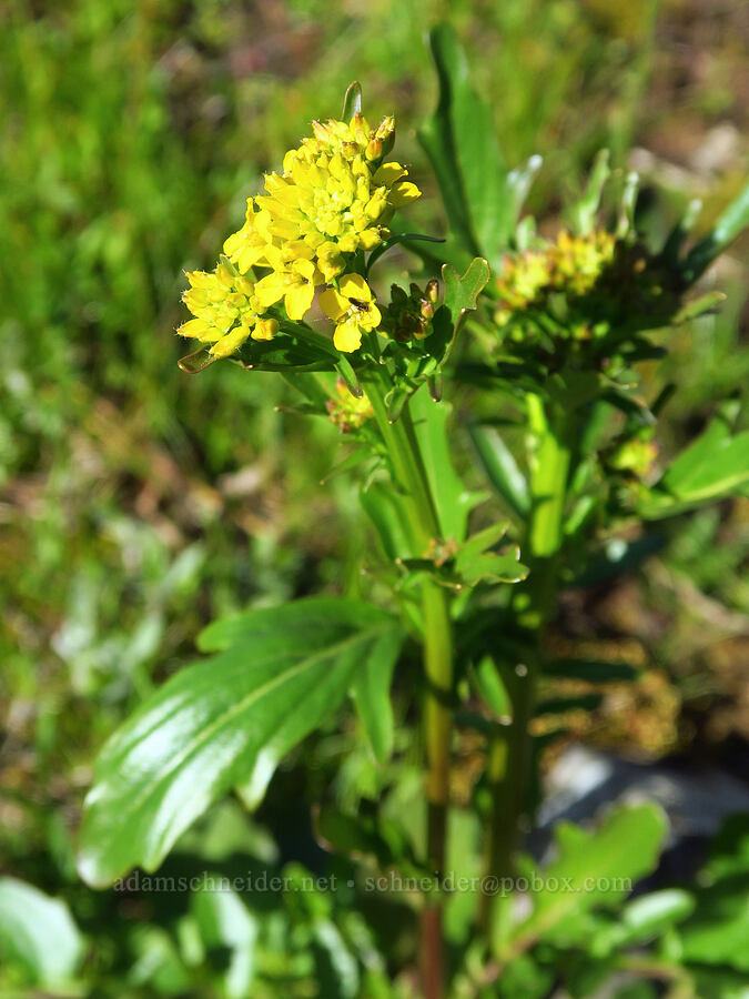 American winter-cress (Barbarea orthoceras) [Columbia Hills Natural Area Preserve, Klickitat County, Washington]