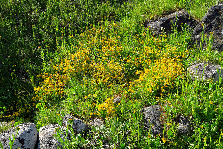 monkeyflower (which?) (Erythranthe sp. (Mimulus sp.)) [Columbia Hills Natural Area Preserve, Klickitat County, Washington]