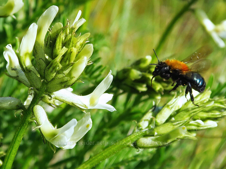 mason bee & milk-vetch (Osmia longula, Astragalus sp.) [Columbia Hills Natural Area Preserve, Klickitat County, Washington]