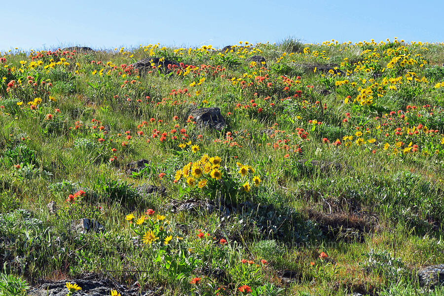 balsamroot & harsh paintbrush (Balsamorhiza sp., Castilleja hispida) [Columbia Hills Natural Area Preserve, Klickitat County, Washington]