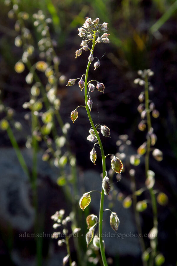 fringe-pod (Thysanocarpus curvipes) [Columbia Hills Natural Area Preserve, Klickitat County, Washington]