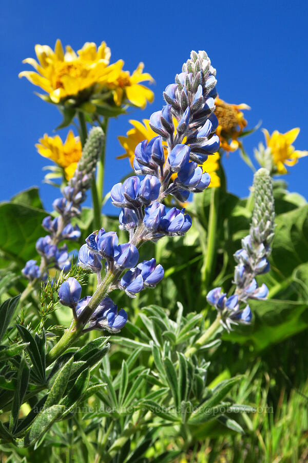 lupine & balsamroot (Lupinus sp., Balsamorhiza sp.) [Columbia Hills Natural Area Preserve, Klickitat County, Washington]