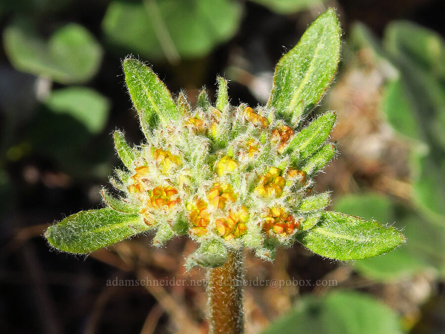 heart-leaf buckwheat, budding (Eriogonum compositum) [Columbia Hills Natural Area Preserve, Klickitat County, Washington]