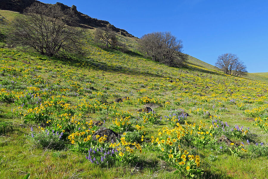 balsamroot, lupine, & oak trees (Balsamorhiza sp., Lupinus sp., Quercus garryana) [Columbia Hills Natural Area Preserve, Klickitat County, Washington]