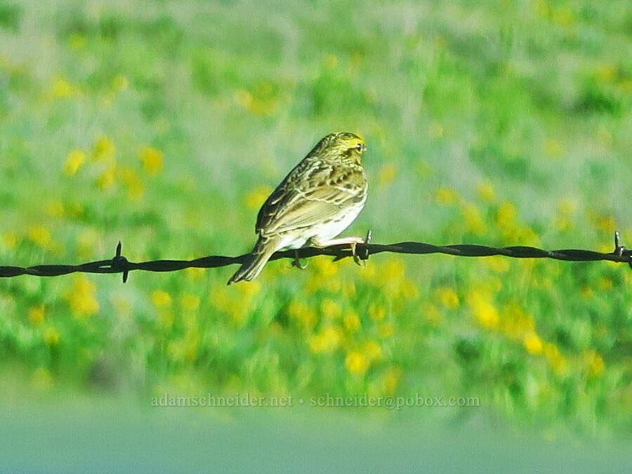 savannah sparrow (Passerculus sandwichensis) [Columbia Hills Natural Area Preserve, Klickitat County, Washington]