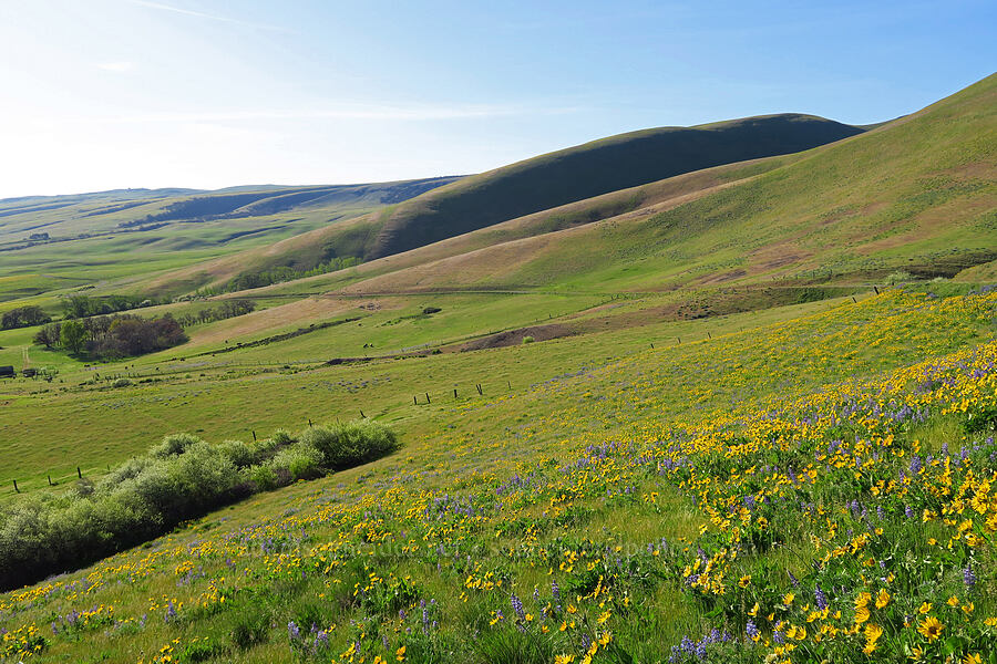 Columbia Hills & wildflowers [Dalles Mountain Road, Klickitat County, Washington]