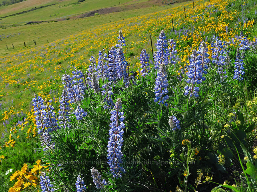 lupines (Lupinus sp.) [Dalles Mountain Road, Klickitat County, Washington]