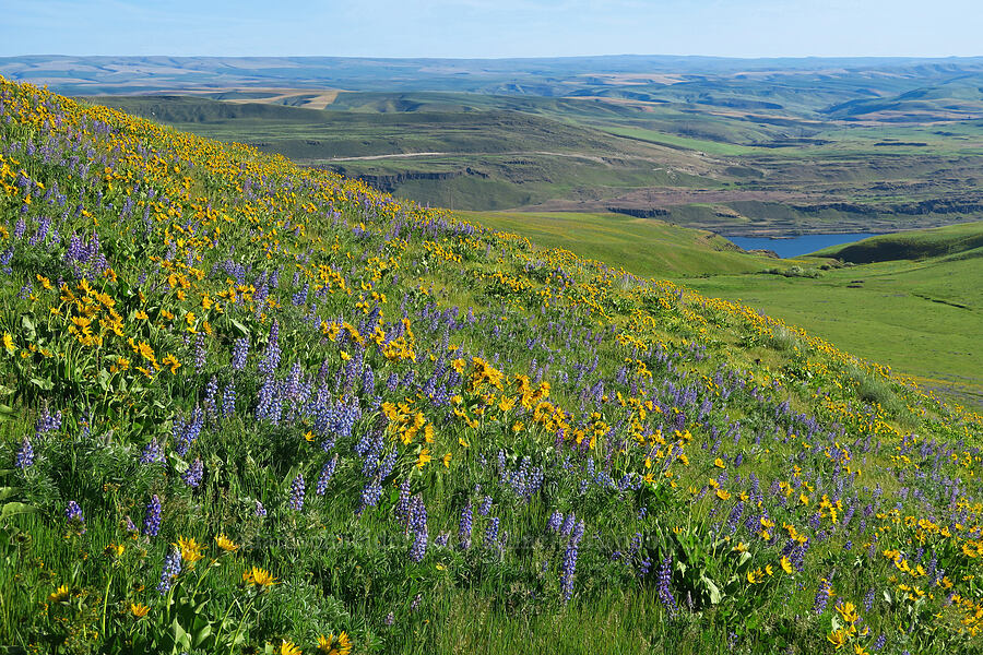 lupines & balsamroot (Lupinus sp., Balsamorhiza sp.) [Dalles Mountain Road, Klickitat County, Washington]