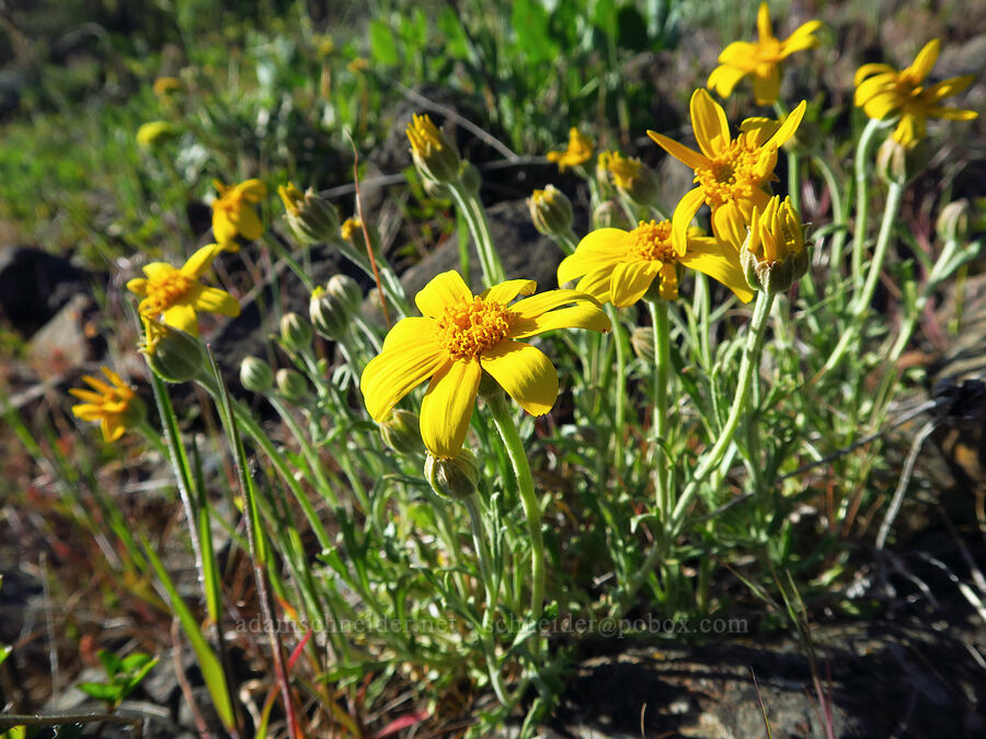 Oregon sunshine (Eriophyllum lanatum) [Dalles Mountain Road, Klickitat County, Washington]