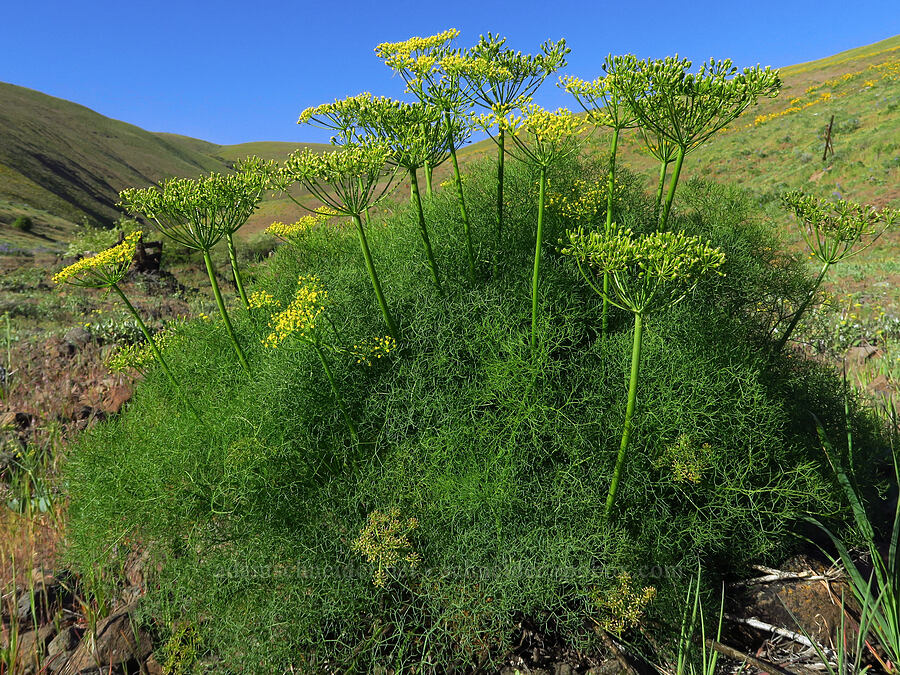 Klickitat desert parsley (Lomatium klickitatense (Lomatium grayi)) [Dalles Mountain Road, Klickitat County, Washington]