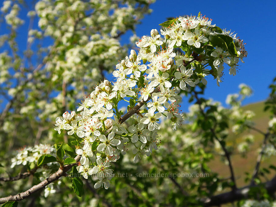 Mahaleb cherry (Prunus mahaleb) [Dalles Mountain Road, Klickitat County, Washington]