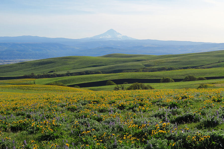 lupines, balsamroot, & Mount Hood (Lupinus sp., Balsamorhiza sp.) [Dalles Mountain Road, Klickitat County, Washington]