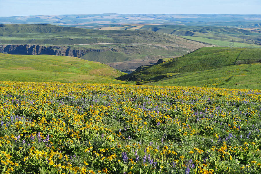 lupines & balsamroot (Lupinus sp., Balsamorhiza sp.) [Dalles Mountain Road, Klickitat County, Washington]