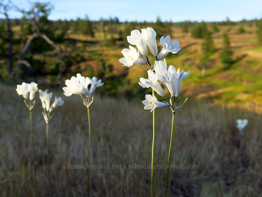 bi-colored cluster lilies (Triteleia grandiflora var. howellii (Brodiaea bicolor)) [Catherine Creek, Klickitat County, Washington]