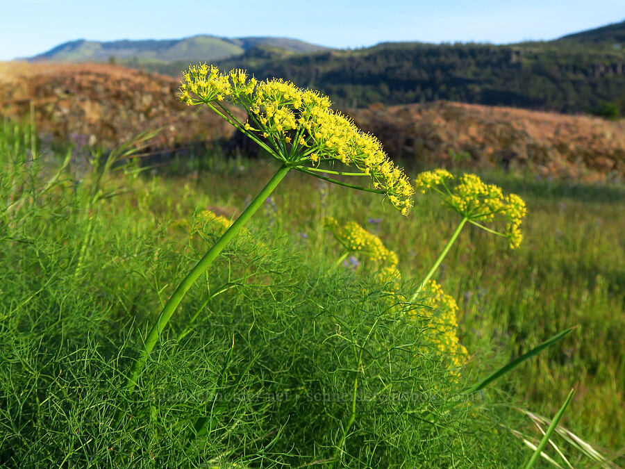 Klickitat desert parsley (Lomatium klickitatense (Lomatium grayi)) [Catherine Creek, Klickitat County, Washington]