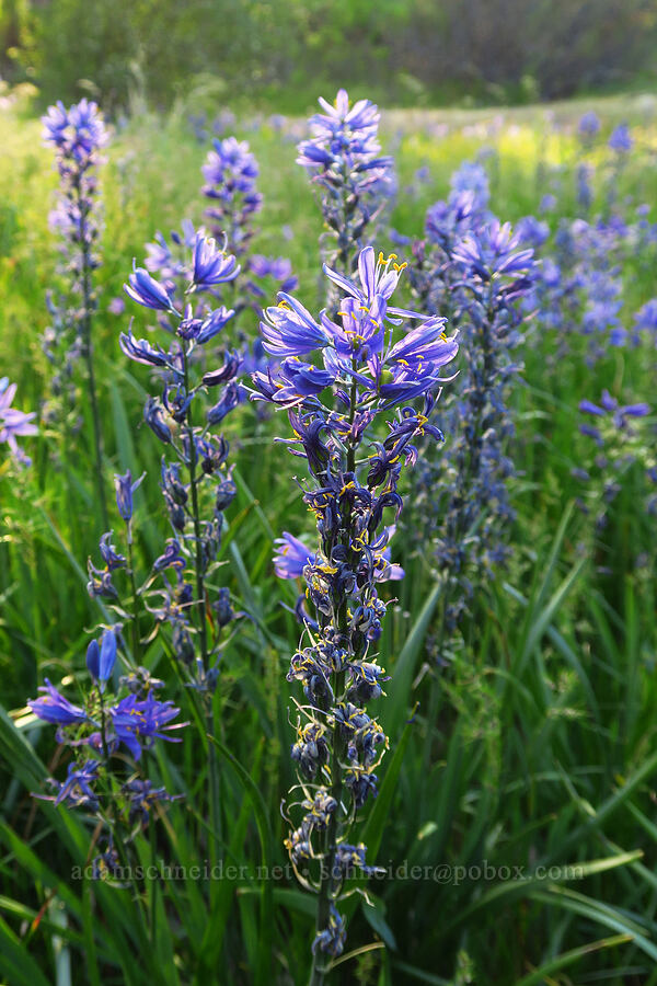 camas (Camassia sp.) [Catherine Creek, Klickitat County, Washington]