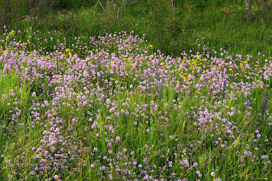 rosy plectritis & monkeyflower (Plectritis congesta, Erythranthe sp. (Mimulus sp.)) [Catherine Creek, Klickitat County, Washington]