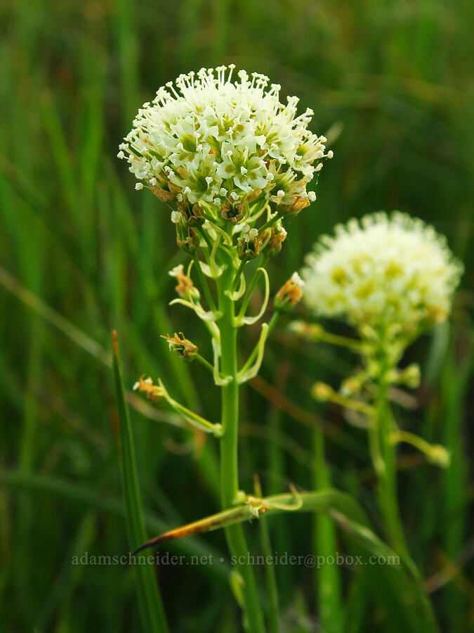 meadow death-camas (Toxicoscordion venenosum (Zigadenus venenosus)) [Catherine Creek, Klickitat County, Washington]