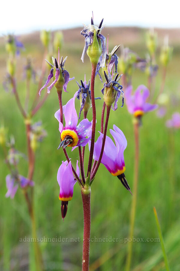 poet's shooting-star (Dodecatheon poeticum (Primula poetica)) [Catherine Creek, Klickitat County, Washington]