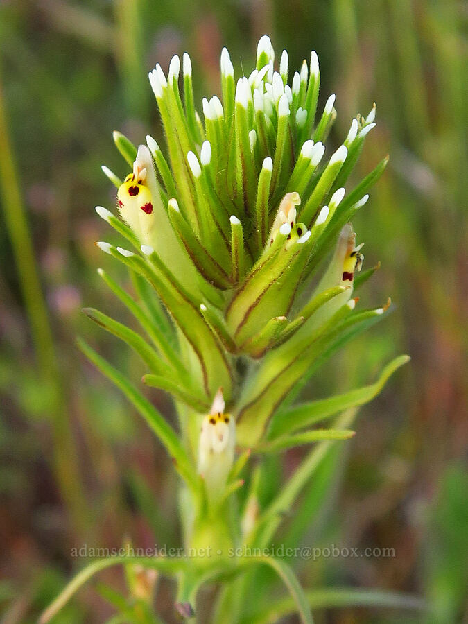 narrow-leaf owl's-clover (valley tassels) (?) (Castilleja attenuata (Orthocarpus attenuatus)) [Catherine Creek, Klickitat County, Washington]